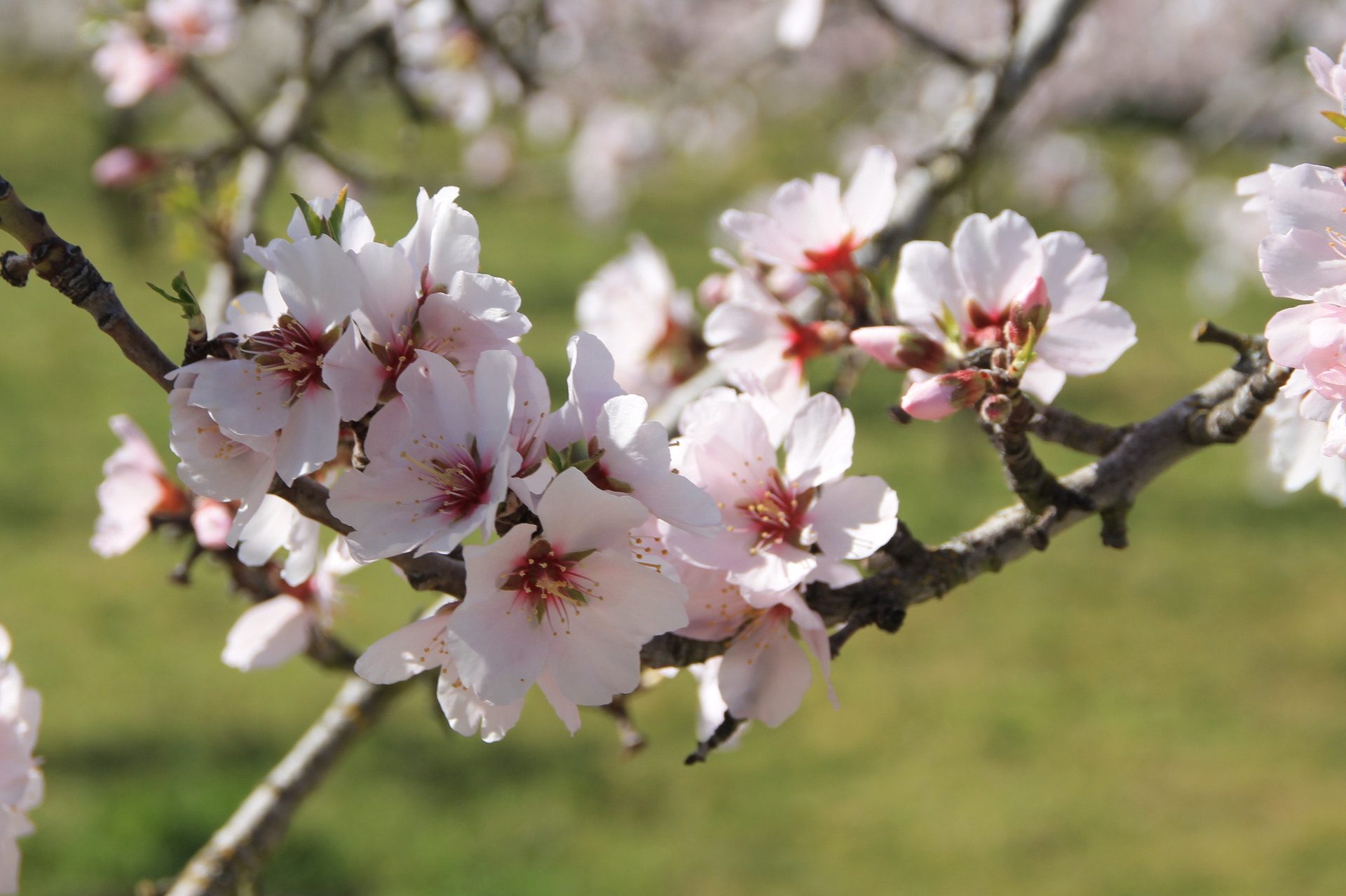 Mogadouro Assinala Amendoeiras Em Flor Com Venda De Produtos On Line R Dio Brigantia