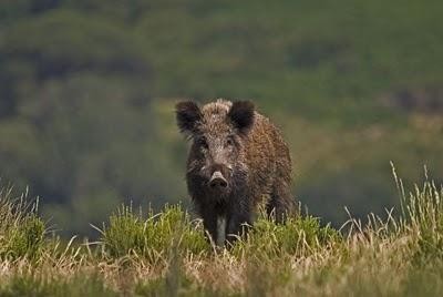 DGAV proíbe venda de carne de javali caçado em Trás-os-Montes ...