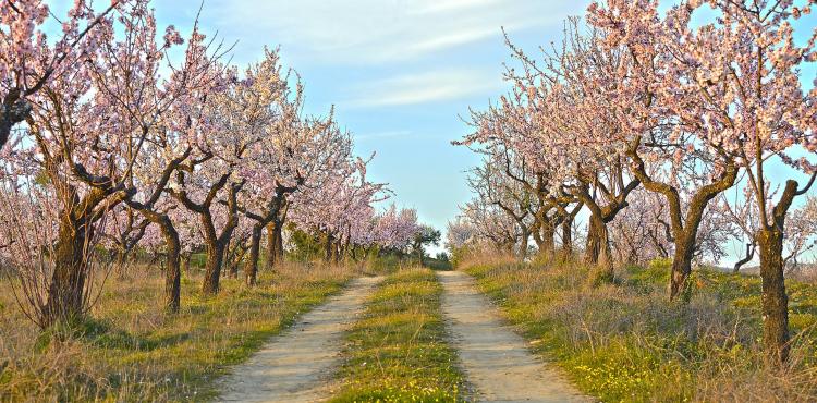Associacao De Municipios Do Douro Superior Promove Um Calendario Unico Para As Amendoeiras Em Flor Radio Brigantia No signup or install needed. amendoeiras em flor